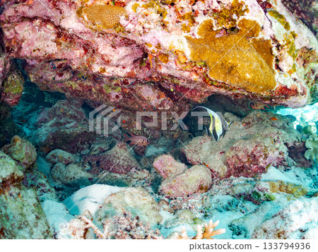 Schools of Moorish Idols, Red-spotted Scorpionfish, and others. Beautiful coral reefs and schools of tropical fish. Amuro Island, Kerama Islands, Shimajiri District, Okinawa Prefecture, Zamami Island 133794936