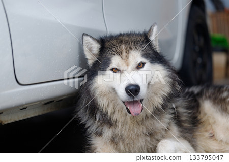 Close-up of Siberian Husky a wet fluffy dog with happy expression Close-up of Siberian Husky a wet fluffy dog with happy expression 133795047