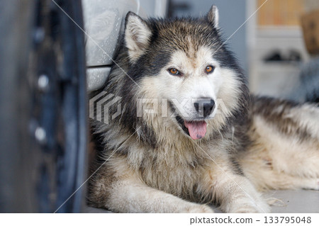Close-up of Siberian Husky a wet fluffy dog with happy expression Close-up of Siberian Husky a wet fluffy dog with happy expression 133795048