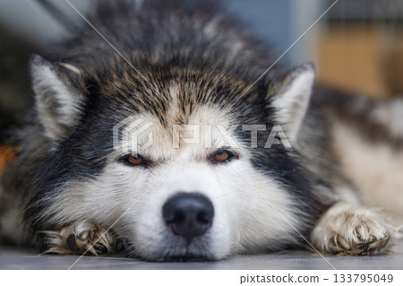 Close-up of Siberian Husky a wet fluffy dog with calm expression Close-up of Siberian Husky a wet fluffy dog with calm expression 133795049