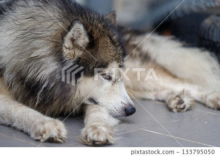 Close-up of Siberian Husky a wet fluffy dog with calm expression Close-up of Siberian Husky a wet fluffy dog with calm expression 133795050