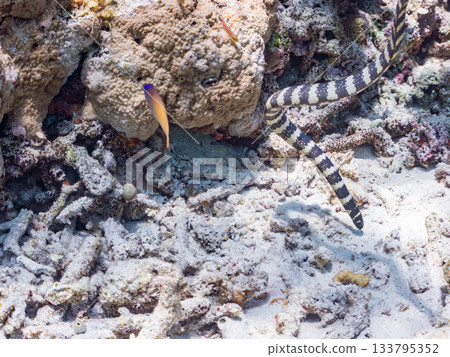 A beautiful Erabu sea snake. Beautiful coral reefs and schools of tropical fish. Kabi Island, Amuro Island, Zamami Island, Kerama Islands, Shimajiri District, Okinawa Prefecture A beautiful Erabu sea snake. Beautiful coral reefs and schools of tropical fish. Kabi Island, Amuro Island, Zamami Island, Kerama Islands, Shimajiri District, Okinawa Prefecture 133795352