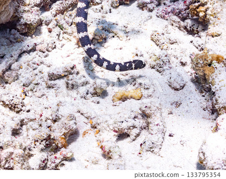 A beautiful Erabu sea snake. Beautiful coral reefs and schools of tropical fish. Kabi Island, Amuro Island, Zamami Island, Kerama Islands, Shimajiri District, Okinawa Prefecture A beautiful Erabu sea snake. Beautiful coral reefs and schools of tropical fish. Kabi Island, Amuro Island, Zamami Island, Kerama Islands, Shimajiri District, Okinawa Prefecture 133795354