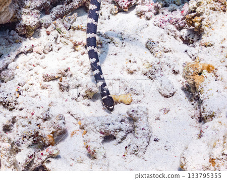 A beautiful Erabu sea snake. Beautiful coral reefs and schools of tropical fish. Kabi Island, Amuro Island, Zamami Island, Kerama Islands, Shimajiri District, Okinawa Prefecture A beautiful Erabu sea snake. Beautiful coral reefs and schools of tropical fish. Kabi Island, Amuro Island, Zamami Island, Kerama Islands, Shimajiri District, Okinawa Prefecture 133795355