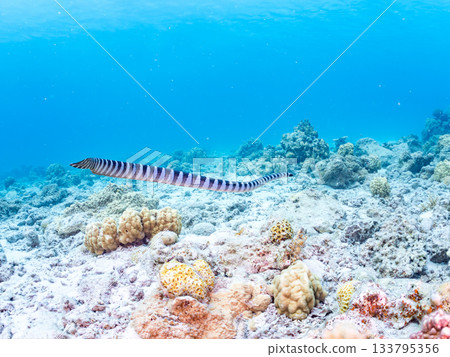 A beautiful Erabu sea snake. Beautiful coral reefs and schools of tropical fish. Kabi Island, Amuro Island, Zamami Island, Kerama Islands, Shimajiri District, Okinawa Prefecture A beautiful Erabu sea snake. Beautiful coral reefs and schools of tropical fish. Kabi Island, Amuro Island, Zamami Island, Kerama Islands, Shimajiri District, Okinawa Prefecture 133795356