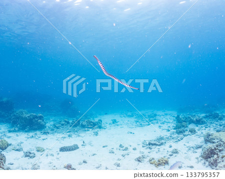 A beautiful Erabu sea snake. Beautiful coral reefs and schools of tropical fish. Kabi Island, Amuro Island, Zamami Island, Kerama Islands, Shimajiri District, Okinawa Prefecture 133795357