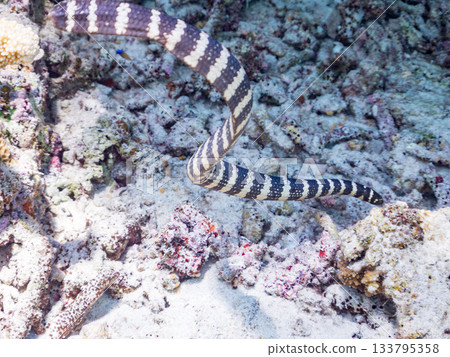 A beautiful Erabu sea snake. Beautiful coral reefs and schools of tropical fish. Kabi Island, Amuro Island, Zamami Island, Kerama Islands, Shimajiri District, Okinawa Prefecture A beautiful Erabu sea snake. Beautiful coral reefs and schools of tropical fish. Kabi Island, Amuro Island, Zamami Island, Kerama Islands, Shimajiri District, Okinawa Prefecture 133795358