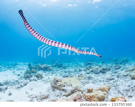 A beautiful Erabu sea snake. Beautiful coral reefs and schools of tropical fish. Kabi Island, Amuro Island, Zamami Island, Kerama Islands, Shimajiri District, Okinawa Prefecture 133795360