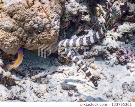 一條美麗的埃拉布海蛇。美麗的珊瑚礁和成群的熱帶魚。沖繩縣島尻郡,慶良間群島,卡比島、安室島、座間味島 一條美麗的埃拉布海蛇。美麗的珊瑚礁和成群的熱帶魚。沖繩縣島尻郡,慶良間群島,卡比島、安室島、座間味島 133795361