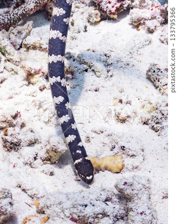 A beautiful Erabu sea snake. Beautiful coral reefs and schools of tropical fish. Kabi Island, Amuro Island, Zamami Island, Kerama Islands, Shimajiri District, Okinawa Prefecture A beautiful Erabu sea snake. Beautiful coral reefs and schools of tropical fish. Kabi Island, Amuro Island, Zamami Island, Kerama Islands, Shimajiri District, Okinawa Prefecture 133795366