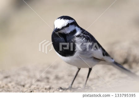 Hakusekirei 133795395