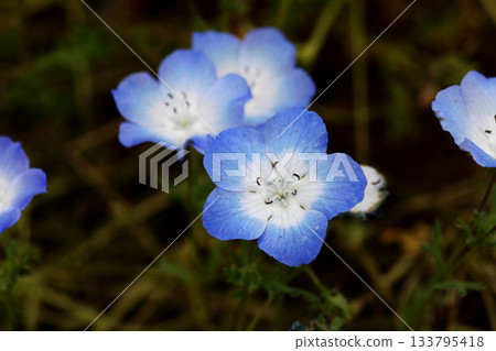 Nemophila花 Nemophila花 133795418