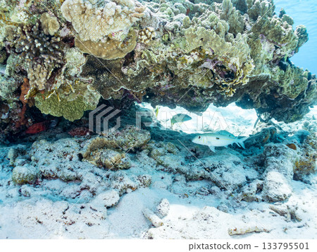 A school of red goatfish, false black spotted snapper, and other fish. Beautiful coral reefs and schools of tropical fish. Kabi Island, Shimajiri District, Okinawa Prefecture A school of red goatfish, false black spotted snapper, and other fish. Beautiful coral reefs and schools of tropical fish. Kabi Island, Shimajiri District, Okinawa Prefecture 133795501