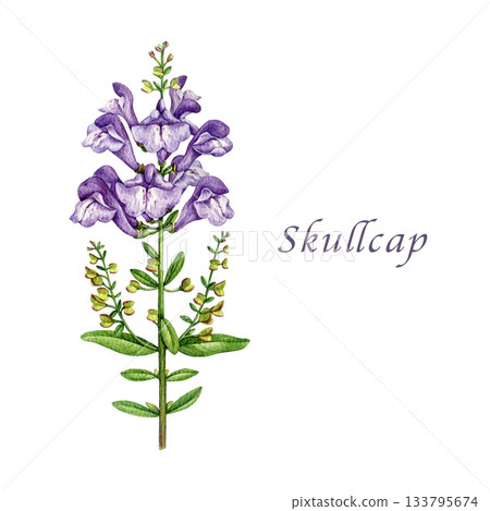 Skullcap herb vintage style botanical watercolor illustration. Hand drawn medicinal organic plant with violet flowers and leaves. Skullcap herbal medicine ingredient isolated on white background Skullcap herb vintage style botanical watercolor illustration. Hand drawn medicinal organic plant with violet flowers and leaves. Skullcap herbal medicine ingredient isolated on white background 133795674