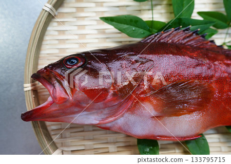 一張極其新鮮的紅鯛魚的特寫照片 133795715