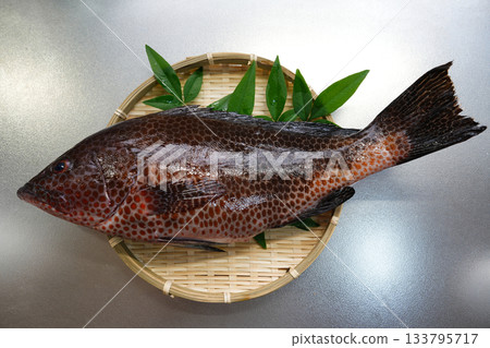 極為新鮮的紅斑石斑魚 133795717