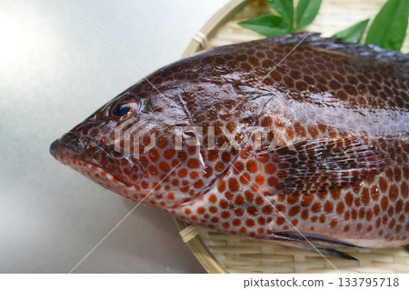 花紋美麗的紅斑石斑魚 133795718