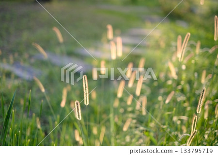 夕陽西下,映照著綠色的狐尾草和一條道路。 夕陽西下,映照著綠色的狐尾草和一條道路。 133795719