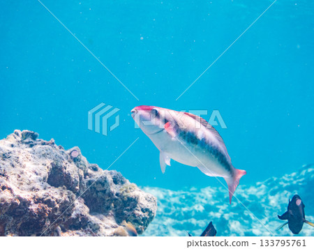 一條美麗的鸚嘴魚。美麗的珊瑚礁和成群的熱帶魚。沖繩縣島尻郡慶良間群島座間味島卡比島 一條美麗的鸚嘴魚。美麗的珊瑚礁和成群的熱帶魚。沖繩縣島尻郡慶良間群島座間味島卡比島 133795761