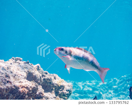 一條美麗的鸚嘴魚。美麗的珊瑚礁和成群的熱帶魚。沖繩縣島尻郡慶良間群島座間味島卡比島 133795762
