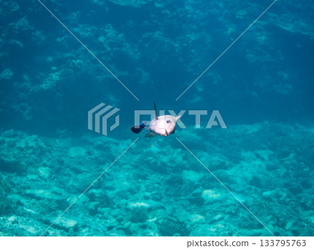 一條美麗的鸚嘴魚。美麗的珊瑚礁和成群的熱帶魚。沖繩縣島尻郡慶良間群島座間味島卡比島 一條美麗的鸚嘴魚。美麗的珊瑚礁和成群的熱帶魚。沖繩縣島尻郡慶良間群島座間味島卡比島 133795763