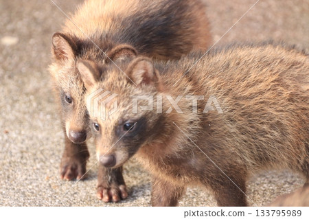 raccoon dog raccoon dog 133795989