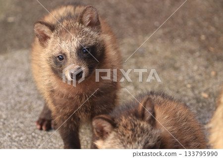 一個獾 133795990