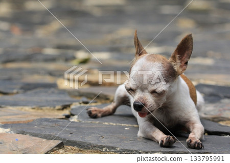 Cute chihuahua dog sit on the stone floor in the park Cute chihuahua dog sit on the stone floor in the park 133795991