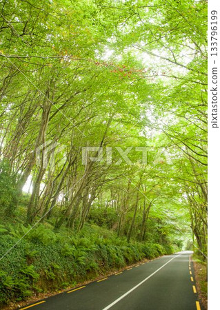 Vector illustration is showing winding road cutting through forest canopy with fern undergrowth 133796199