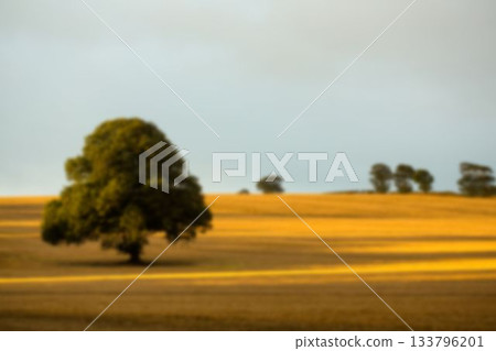 Tree on field against sky 133796201