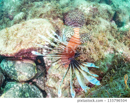 美麗的獅子魚等等。日本靜岡縣伊豆半島南伊豆町中木町的Hirizo海灘 - 2025,日本頂級浮潛地點之一。 美麗的獅子魚等等。日本靜岡縣伊豆半島南伊豆町中木町的Hirizo海灘 - 2025,日本頂級浮潛地點之一。 133796504