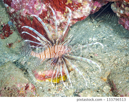 Beautiful lionfish and more. Hirizo Beach, Nakagi, Minamiizu-cho, Izu Peninsula, Shizuoka Prefecture - 2025 One of Japan's leading snorkeling spots Beautiful lionfish and more. Hirizo Beach, Nakagi, Minamiizu-cho, Izu Peninsula, Shizuoka Prefecture - 2025 One of Japan's leading snorkeling spots 133796513
