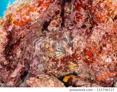 美麗的獅子魚等等。日本靜岡縣伊豆半島南伊豆町中木町的Hirizo海灘 - 2025，日本頂級浮潛地點之一。 133796515
