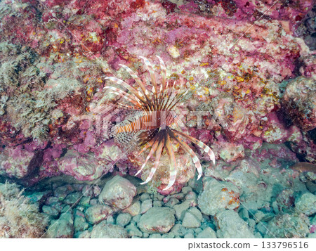 美麗的獅子魚等等。日本靜岡縣伊豆半島南伊豆町中木町的Hirizo海灘 - 2025，日本頂級浮潛地點之一。 133796516