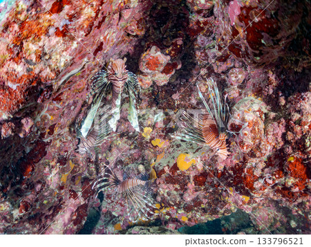 美麗的獅子魚等等。日本靜岡縣伊豆半島南伊豆町中木町的Hirizo海灘 - 2025，日本頂級浮潛地點之一。 133796521