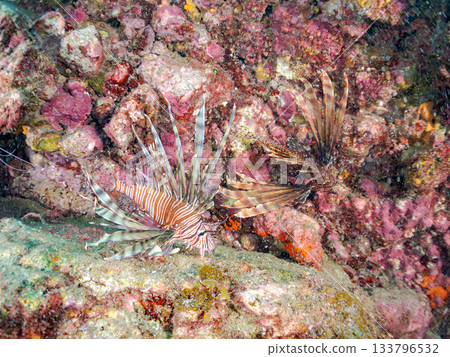 Beautiful lionfish and more. Hirizo Beach, Nakagi, Minamiizu-cho, Izu Peninsula, Shizuoka Prefecture - 2025 One of Japan's leading snorkeling spots 133796532