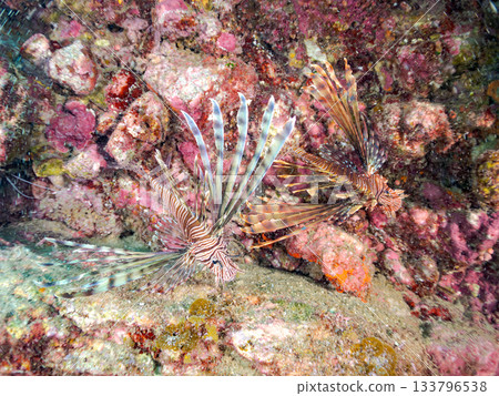美麗的獅子魚等等。日本靜岡縣伊豆半島南伊豆町中木町的Hirizo海灘 - 2025，日本頂級浮潛地點之一。 133796538