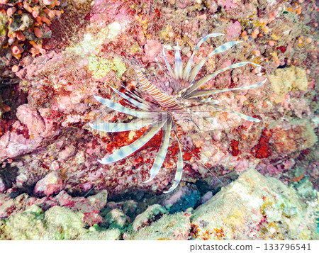 Beautiful lionfish and more. Hirizo Beach, Nakagi, Minamiizu-cho, Izu Peninsula, Shizuoka Prefecture - 2025 One of Japan's leading snorkeling spots 133796541