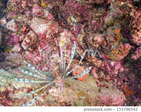 美麗的獅子魚等等。日本靜岡縣伊豆半島南伊豆町中木町的Hirizo海灘 - 2025，日本頂級浮潛地點之一。 133796542