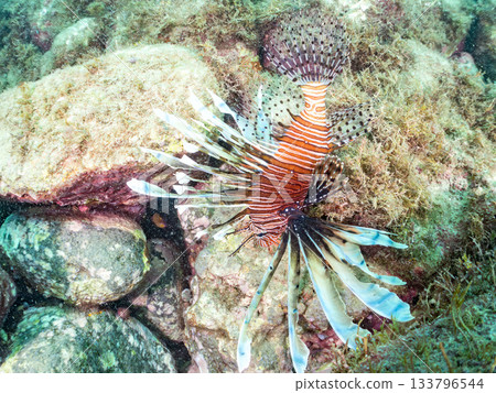 美麗的獅子魚等等。日本靜岡縣伊豆半島南伊豆町中木町的Hirizo海灘 - 2025,日本頂級浮潛地點之一。 美麗的獅子魚等等。日本靜岡縣伊豆半島南伊豆町中木町的Hirizo海灘 - 2025,日本頂級浮潛地點之一。 133796544