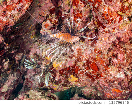 Beautiful lionfish and more. Hirizo Beach, Nakagi, Minamiizu-cho, Izu Peninsula, Shizuoka Prefecture - 2025 One of Japan's leading snorkeling spots 133796546