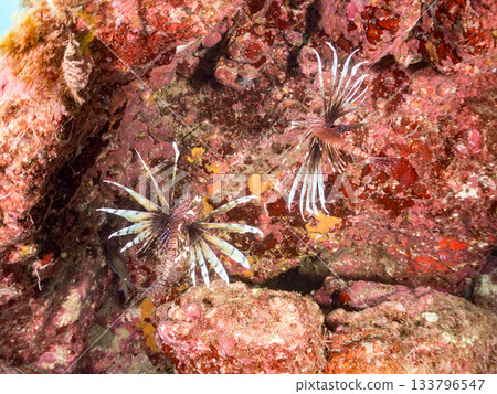 Beautiful lionfish and more. Hirizo Beach, Nakagi, Minamiizu-cho, Izu Peninsula, Shizuoka Prefecture - 2025 One of Japan's leading snorkeling spots 133796547