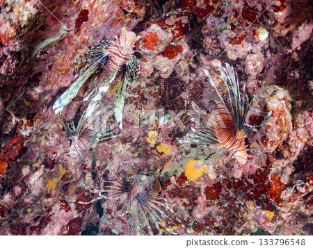 Beautiful lionfish and more. Hirizo Beach, Nakagi, Minamiizu-cho, Izu Peninsula, Shizuoka Prefecture - 2025 One of Japan's leading snorkeling spots 133796548