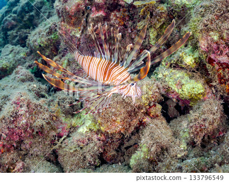 Beautiful lionfish and more. Hirizo Beach, Nakagi, Minamiizu-cho, Izu Peninsula, Shizuoka Prefecture - 2025 One of Japan's leading snorkeling spots 133796549
