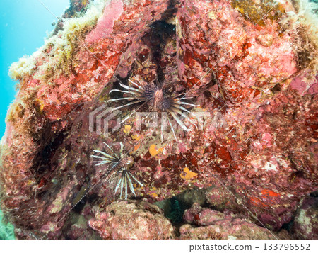 美麗的獅子魚等等。日本靜岡縣伊豆半島南伊豆町中木町的Hirizo海灘 - 2025，日本頂級浮潛地點之一。 133796552