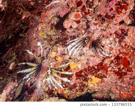 Beautiful lionfish and more. Hirizo Beach, Nakagi, Minamiizu-cho, Izu Peninsula, Shizuoka Prefecture - 2025 One of Japan's leading snorkeling spots 133796555