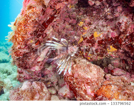 Beautiful lionfish and more. Hirizo Beach, Nakagi, Minamiizu-cho, Izu Peninsula, Shizuoka Prefecture - 2025 One of Japan's leading snorkeling spots Beautiful lionfish and more. Hirizo Beach, Nakagi, Minamiizu-cho, Izu Peninsula, Shizuoka Prefecture - 2025 One of Japan's leading snorkeling spots 133796562