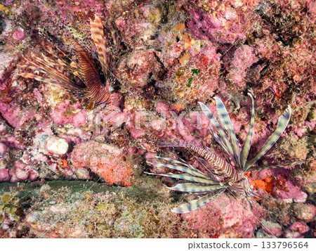 美麗的獅子魚等等。日本靜岡縣伊豆半島南伊豆町中木町的Hirizo海灘 - 2025，日本頂級浮潛地點之一。 133796564