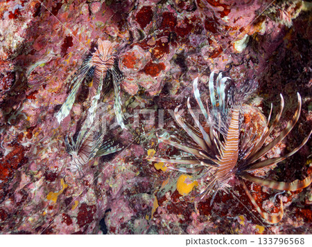 Beautiful lionfish and more. Hirizo Beach, Nakagi, Minamiizu-cho, Izu Peninsula, Shizuoka Prefecture - 2025 One of Japan's leading snorkeling spots 133796568