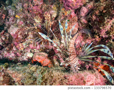 美麗的獅子魚等等。日本靜岡縣伊豆半島南伊豆町中木町的Hirizo海灘 - 2025，日本頂級浮潛地點之一。 133796570